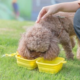 Silicone Collapsible Pet Bowl Double With Aluminum Hook Clip (Bowl Color: Yellow)